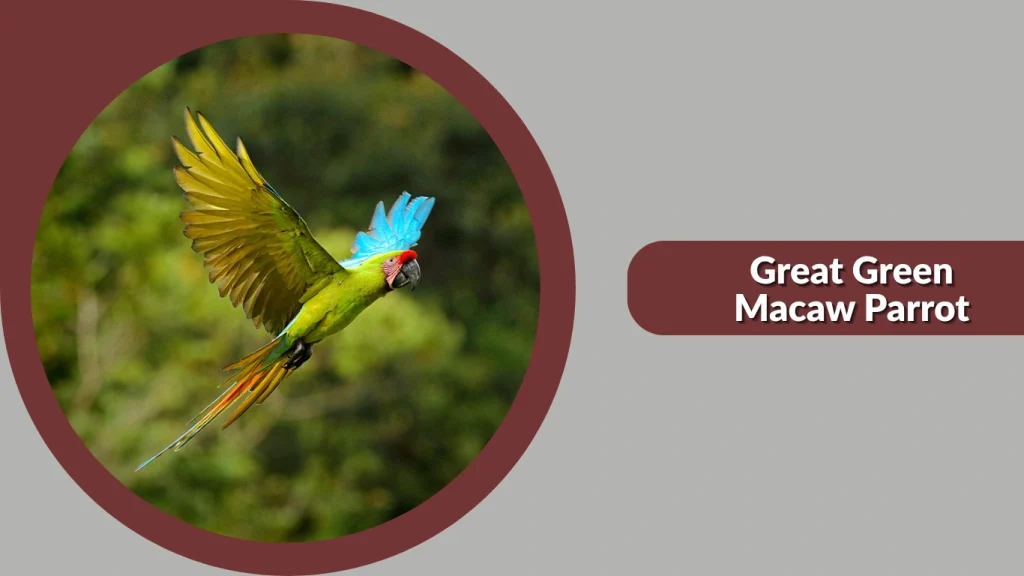Great Green Macaw Parrot