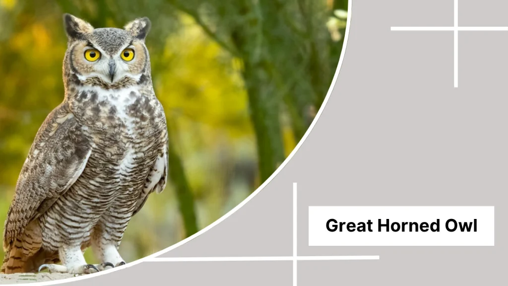 Great Horned Owl
