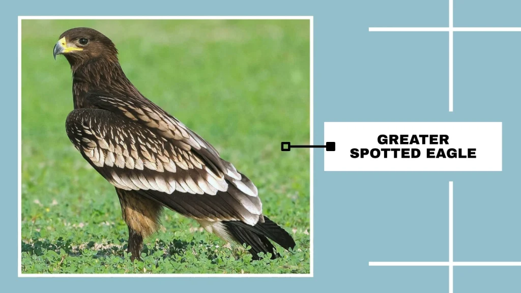 Greater Spotted Eagle