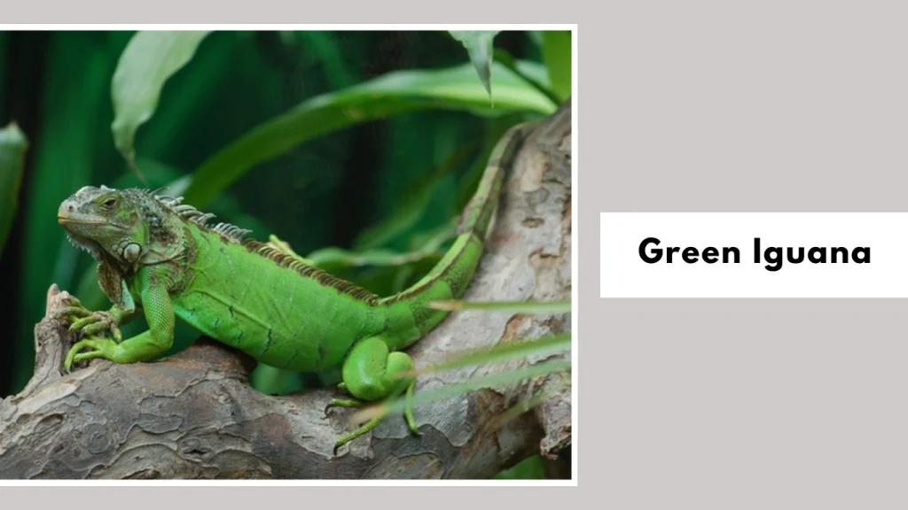 Green Iguana