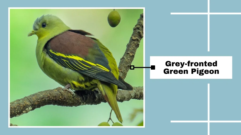Grey-fronted Green Pigeon