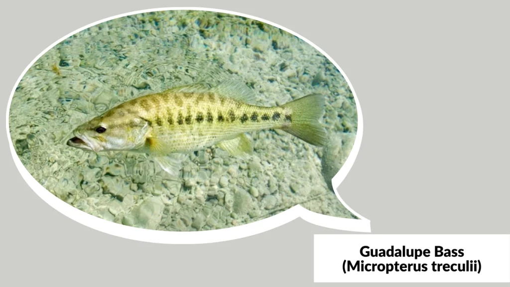 Guadalupe Bass (Micropterus treculii)