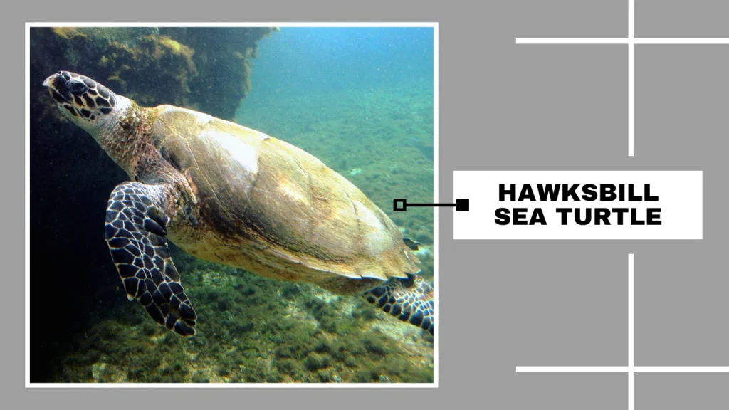 Hawksbill Sea Turtle