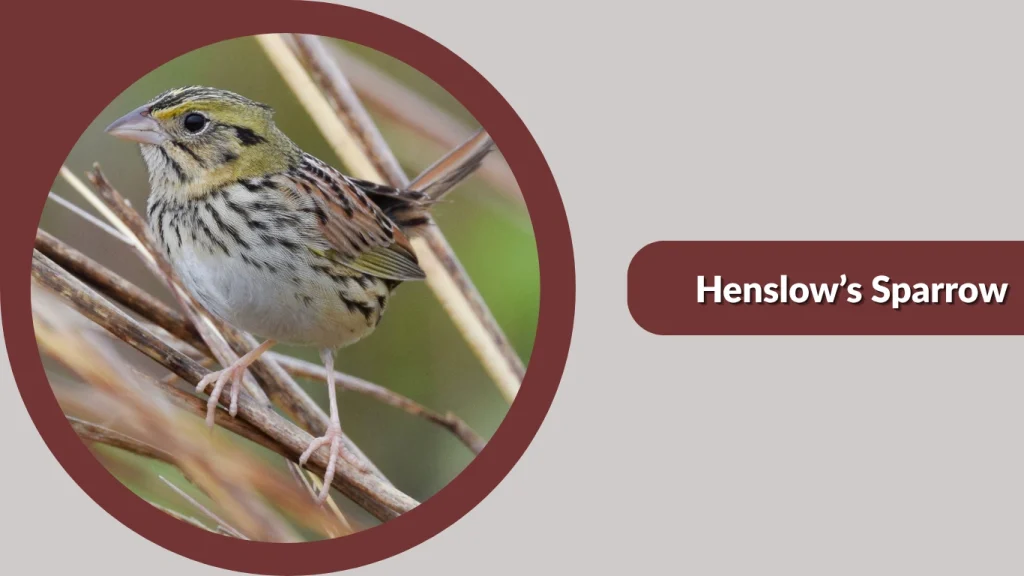 Henslow’s Sparrow