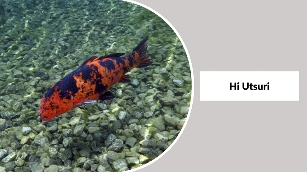 Hi Utsuri