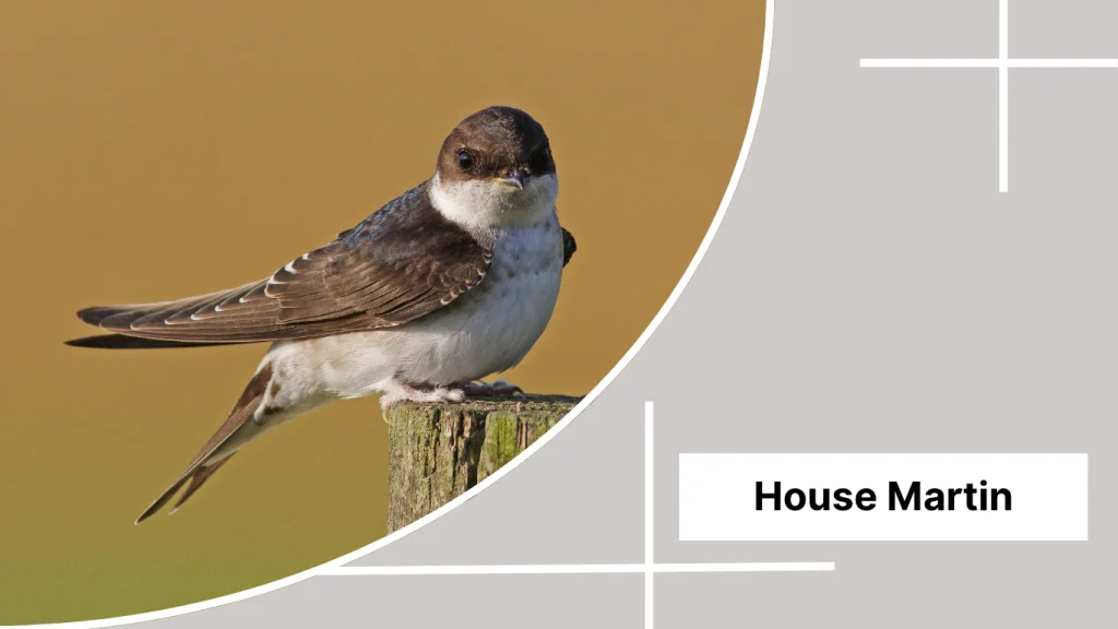 House Martin
