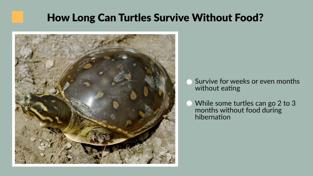 How Long Can Turtles Survive Without Food