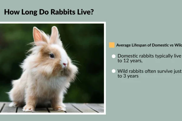 How Long Do Rabbits Live Lifespan Variation by Species 