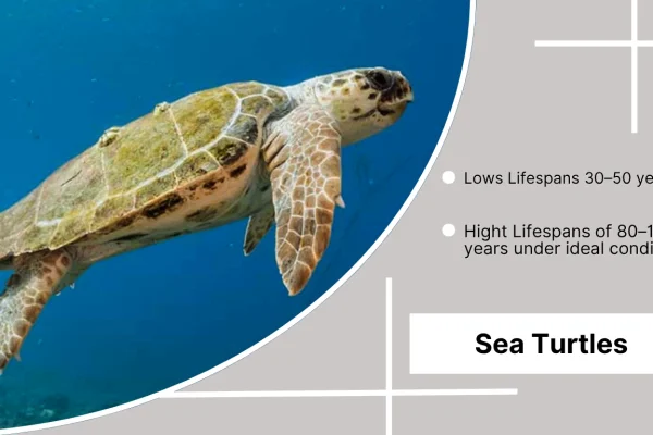 How Long Do Sea Turtles Live Lifespan by Species 