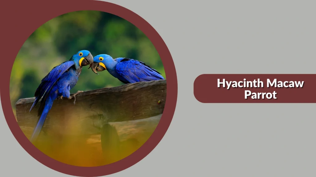 Hyacinth Macaw Parrot