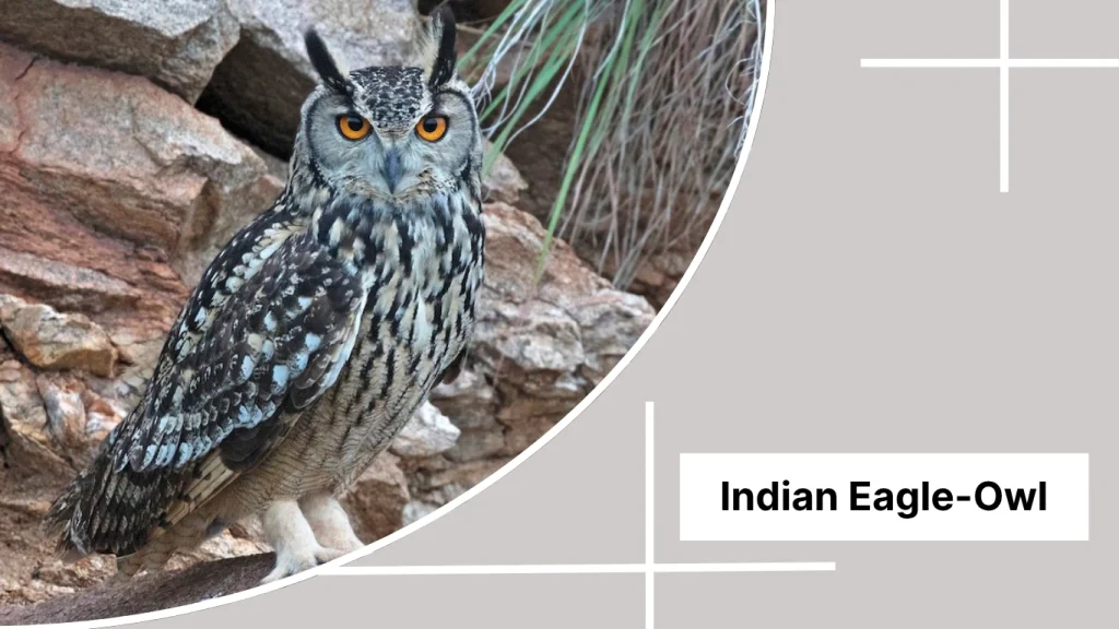 Indian Eagle-Owl