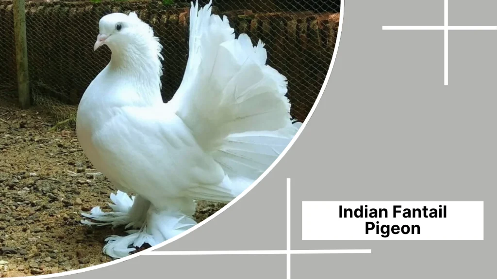 Indian Fantail Pigeon