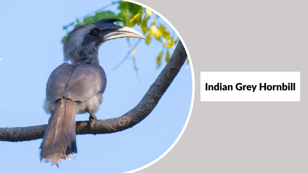Indian Grey Hornbill