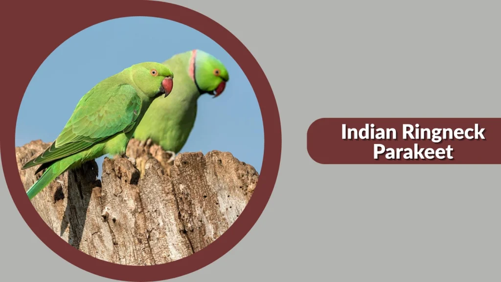 Indian Ringneck Parakeet
