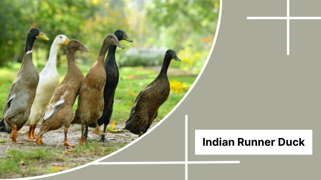 Indian Runner Duck