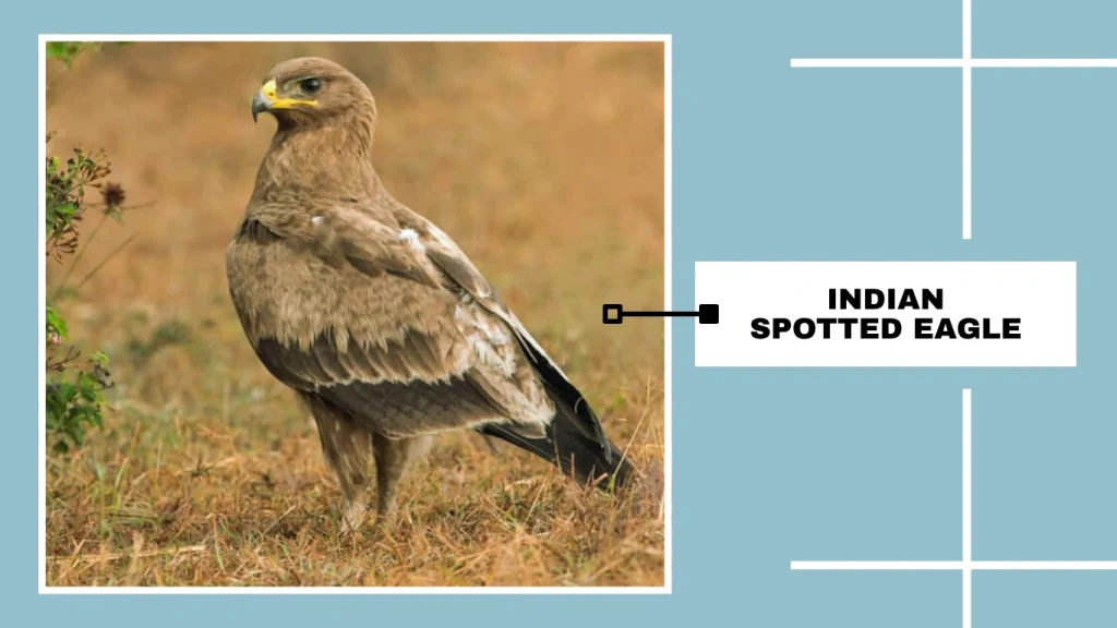 Indian Spotted Eagle