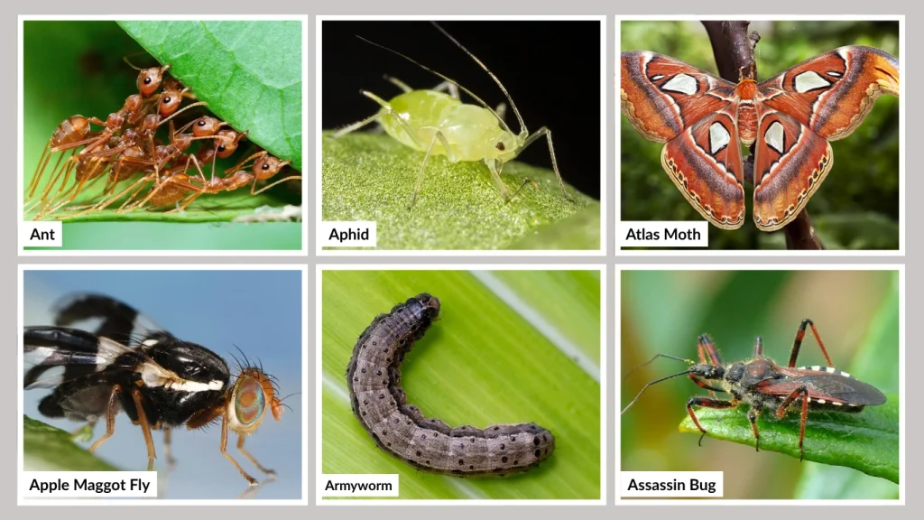 Insects That Start with A