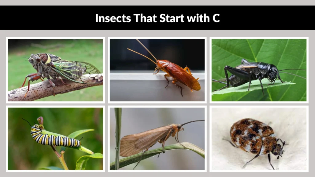 Insects That Start with C