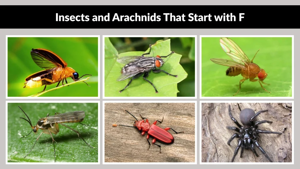 Insects and Arachnids That Start with F