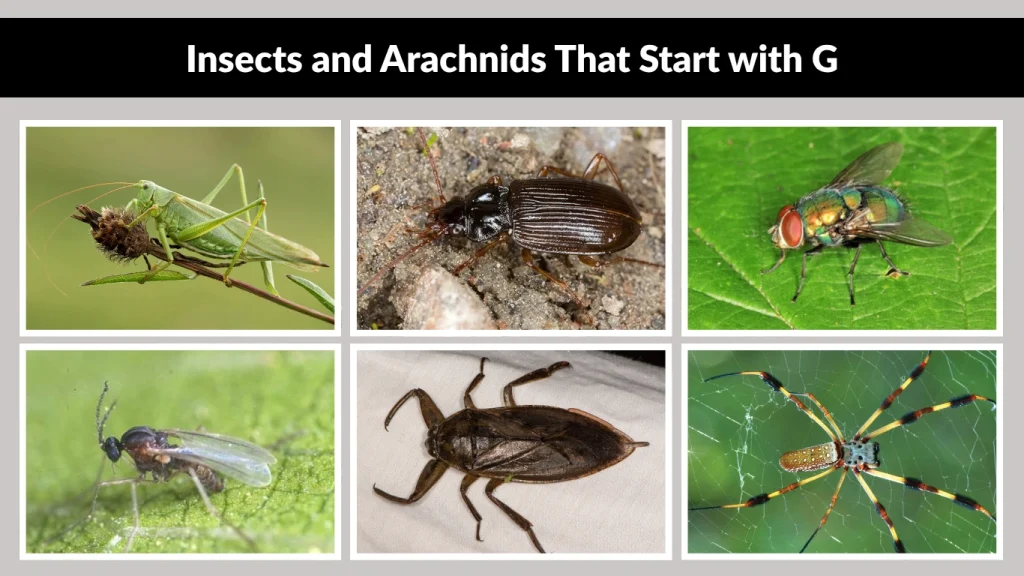 Insects and Arachnids That Start with G