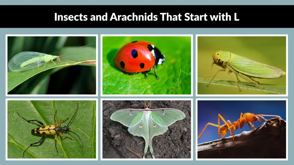 Insects and Arachnids That Start with L