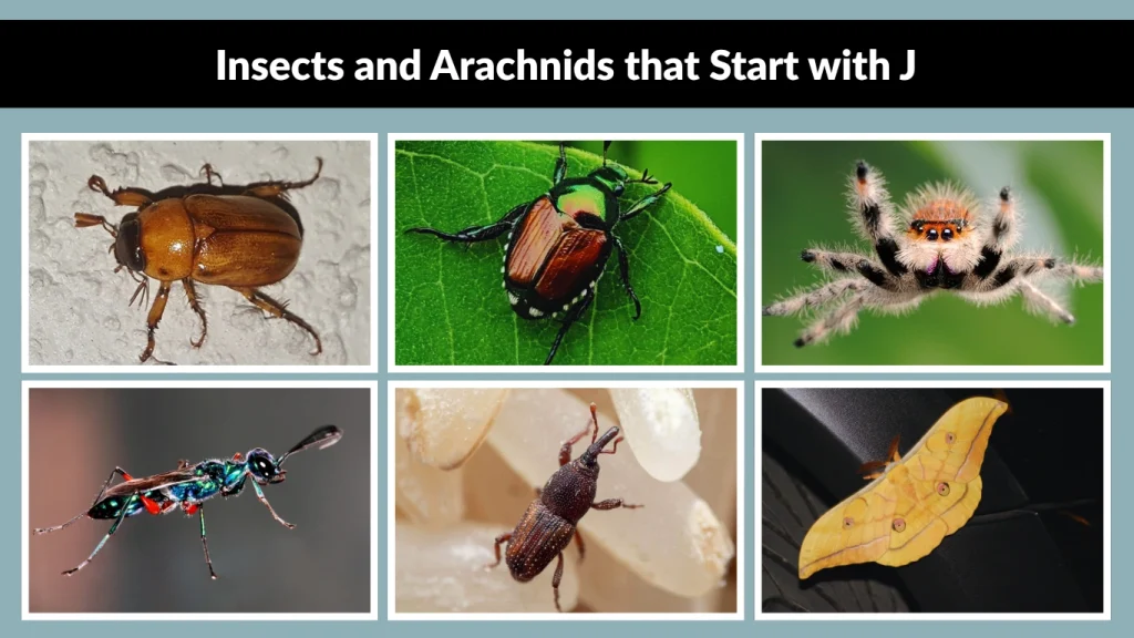 Insects and Arachnids that Start with J