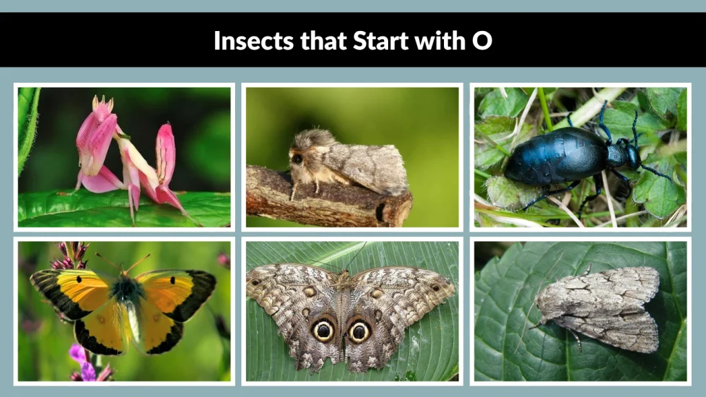 Insects that Start with O