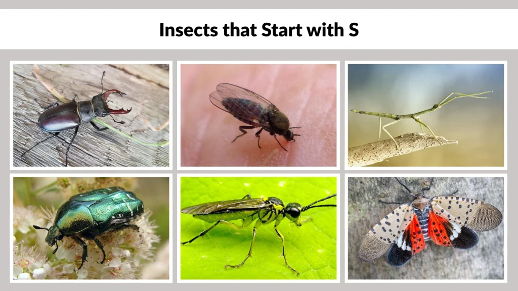 Insects that Start with S