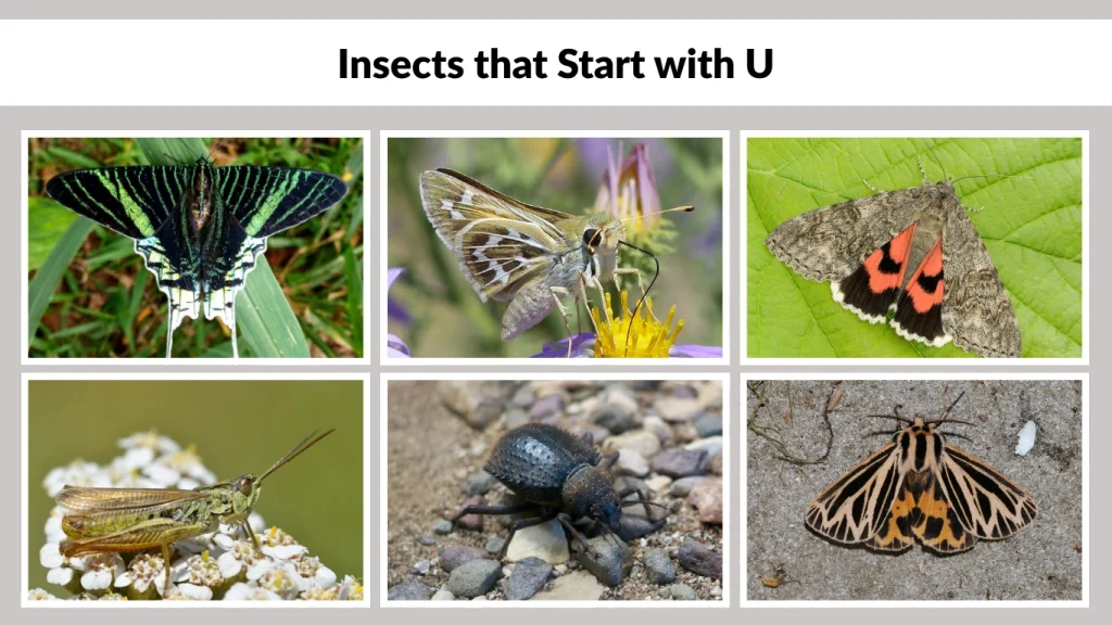 Insects that Start with U
