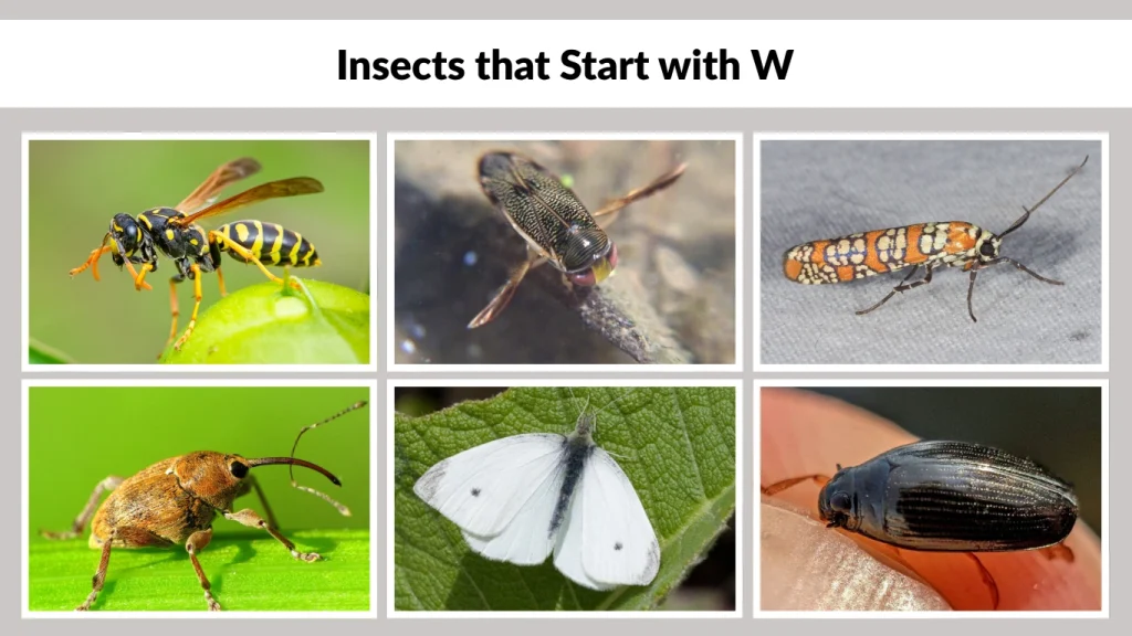 Insects that Start with W
