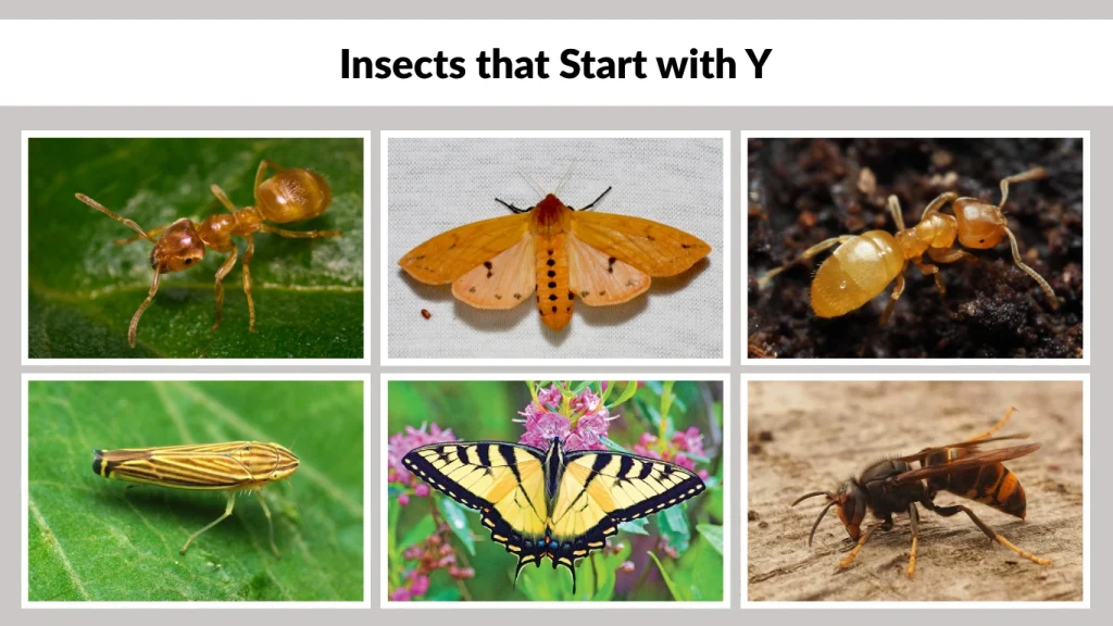 Insects that Start with Y