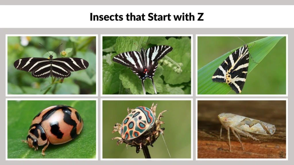 Insects that Start with Z