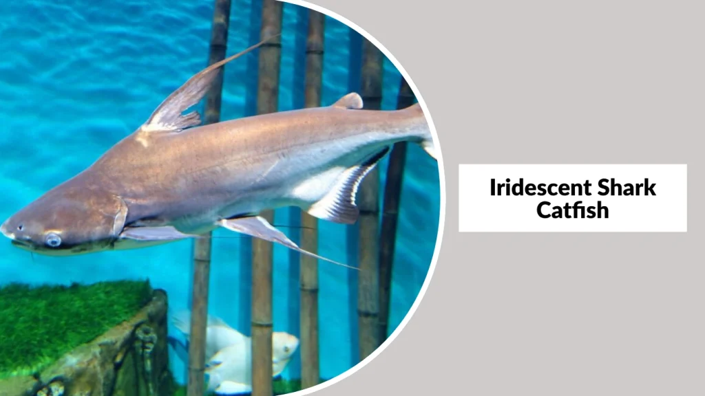 Iridescent Shark Catfish