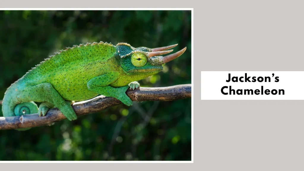 Jackson’s Chameleon