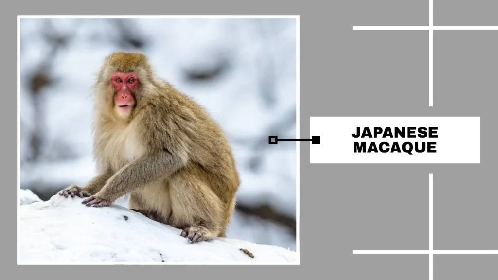 Japanese Macaque (Snow Monkey)