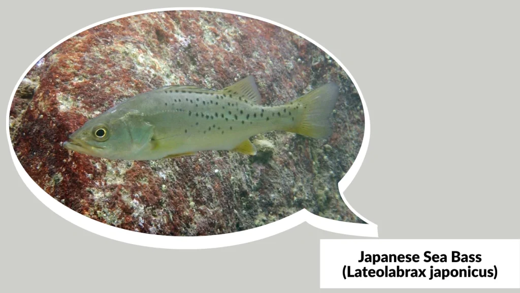 Japanese Sea Bass (Lateolabrax japonicus)