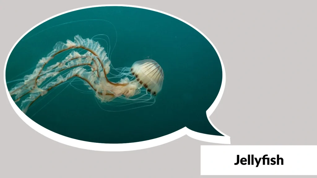 Jellyfish