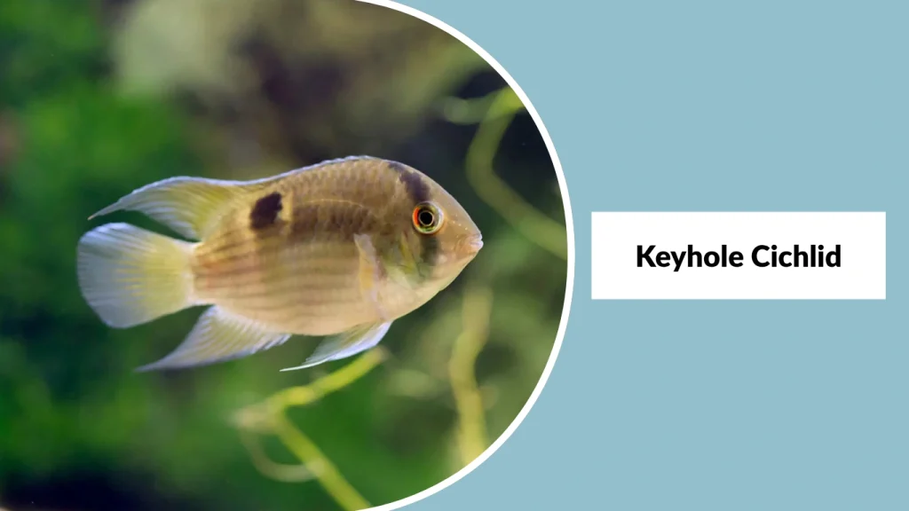 Keyhole Cichlid