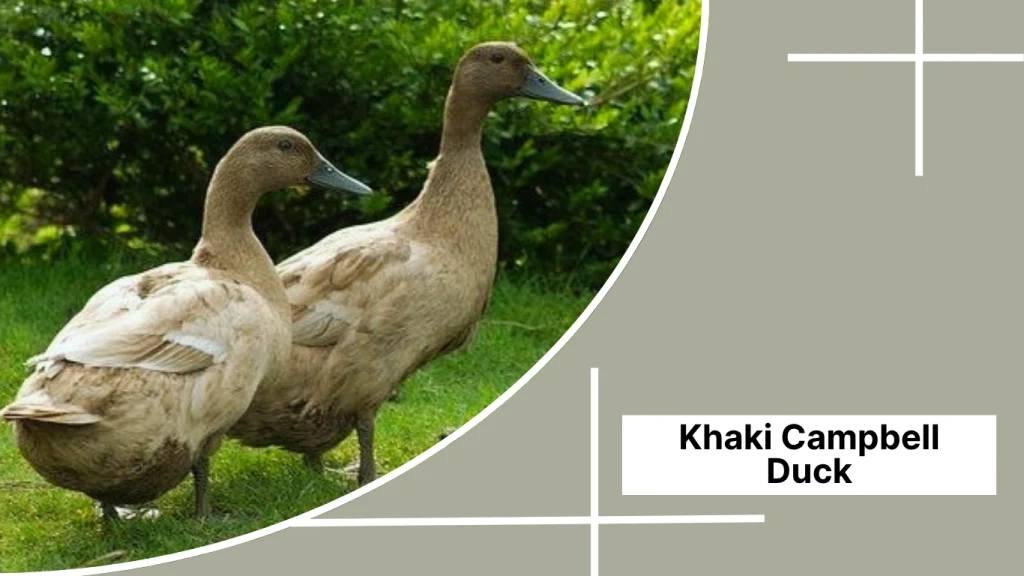 Khaki Campbell Duck