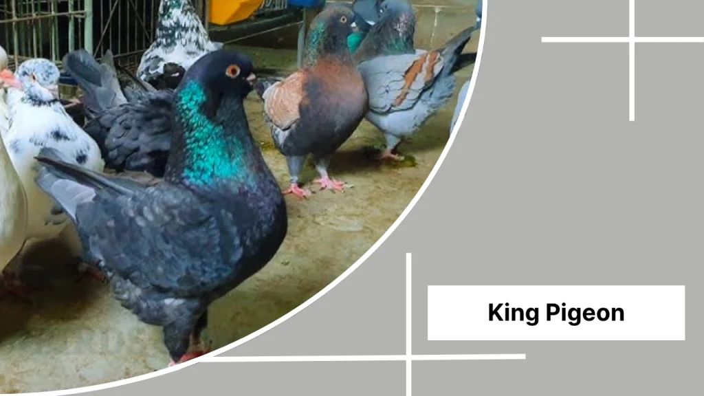 King Pigeon