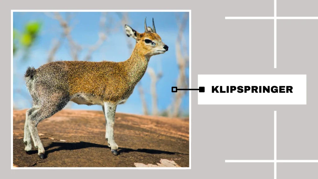 Klipspringer (Oreotragus oreotragus)