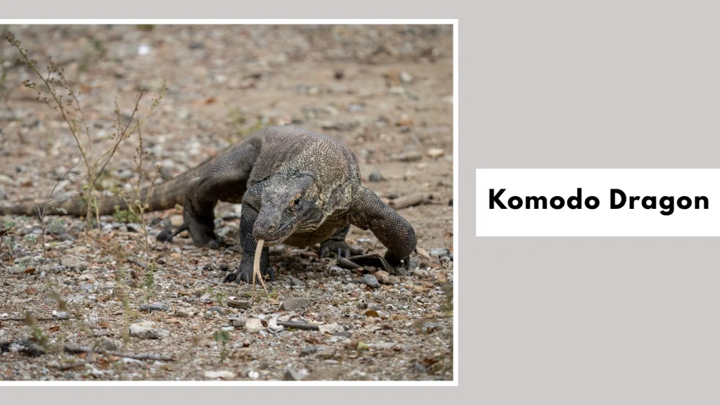 Komodo Dragon