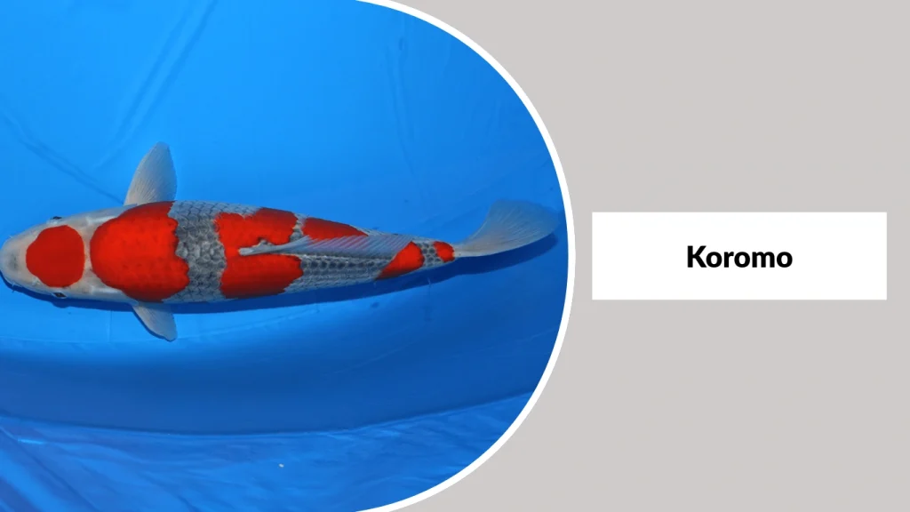 Koromo