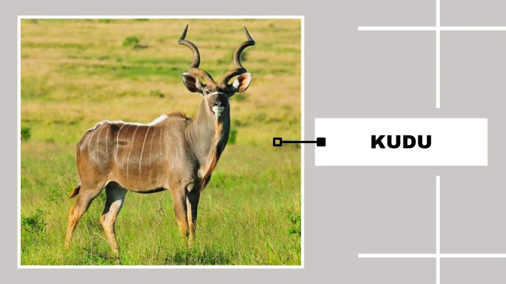 Kudu (Tragelaphus strepsiceros)
