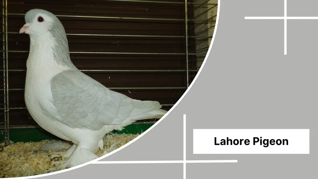 Lahore Pigeon
