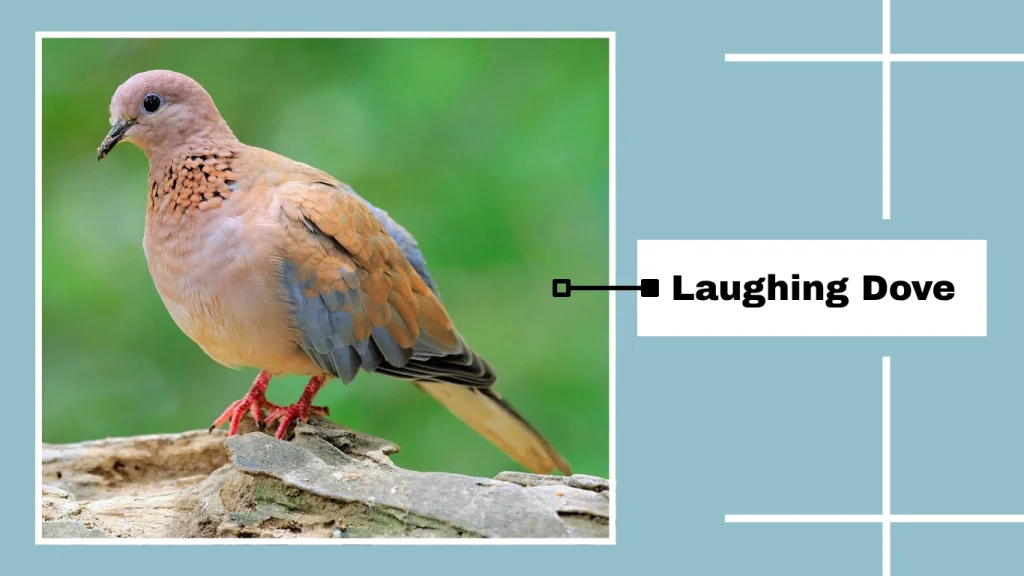 Laughing Dove