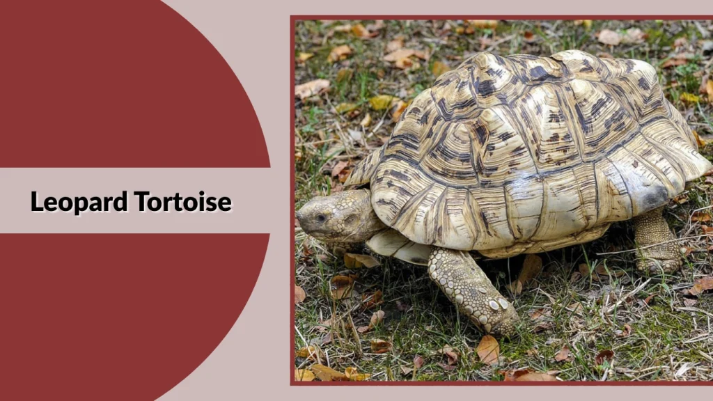Leopard Tortoise