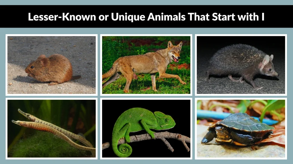 Lesser-Known or Unique Animals That Start with I
