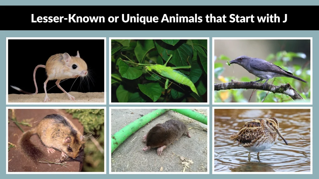 Lesser-Known or Unique Animals that Start with J
