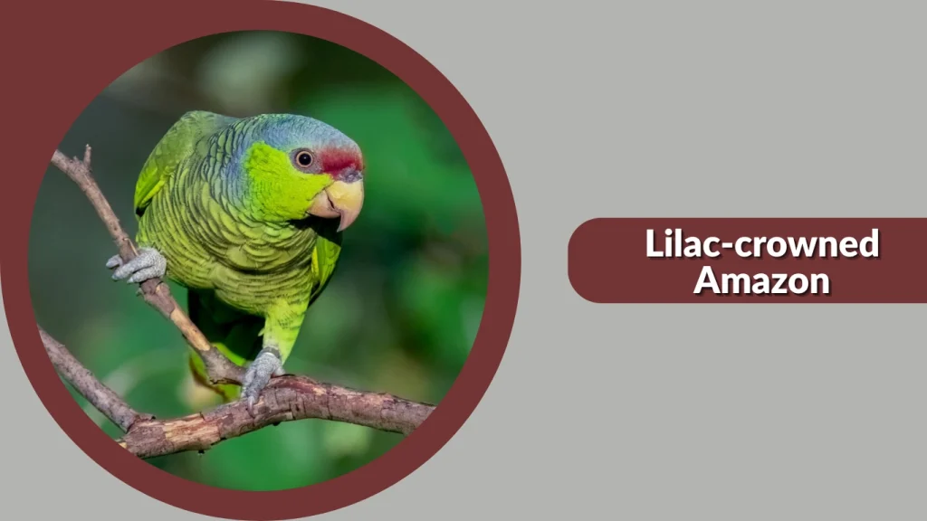 Lilac-crowned Amazon